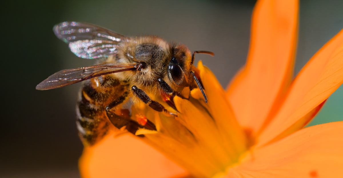 Bee pollinator